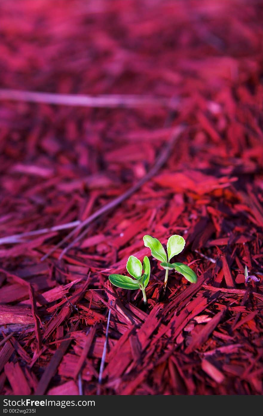 Green Plant