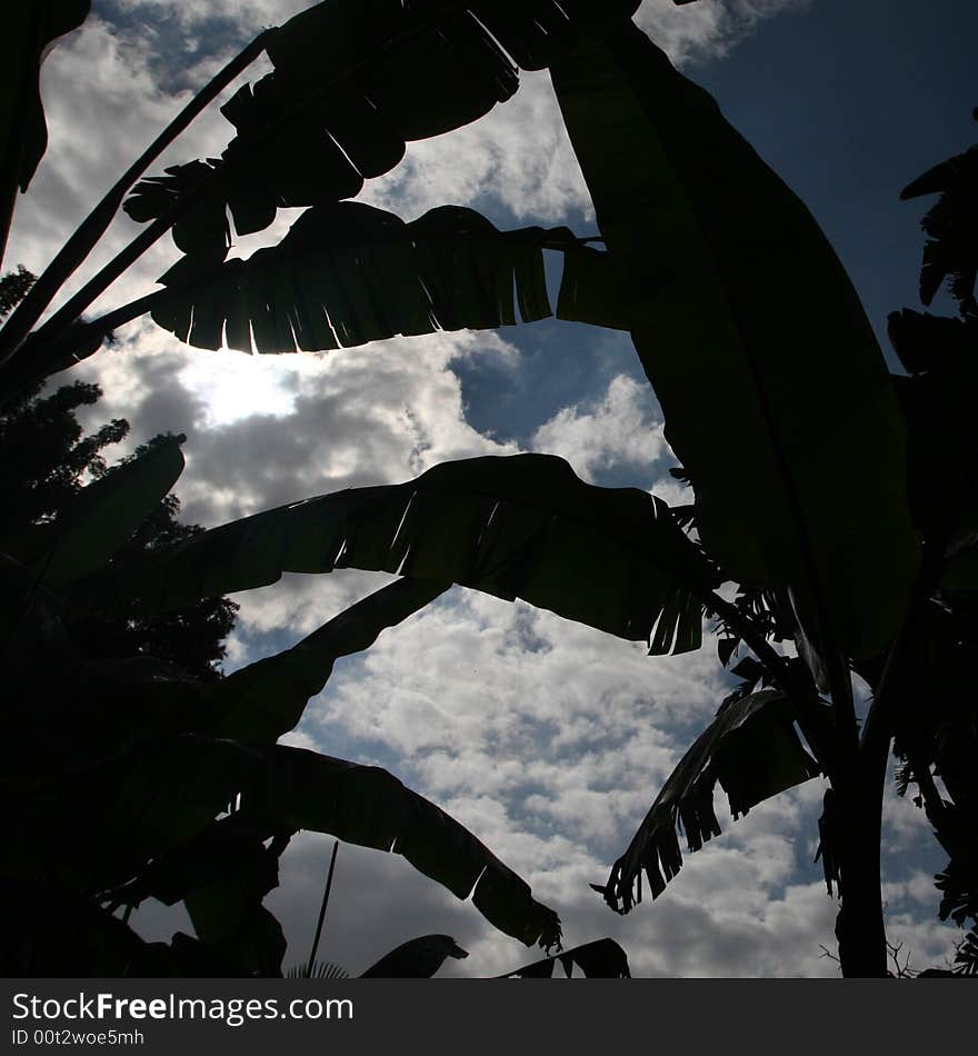 Black banana-tree leaves silhouettes. Black banana-tree leaves silhouettes