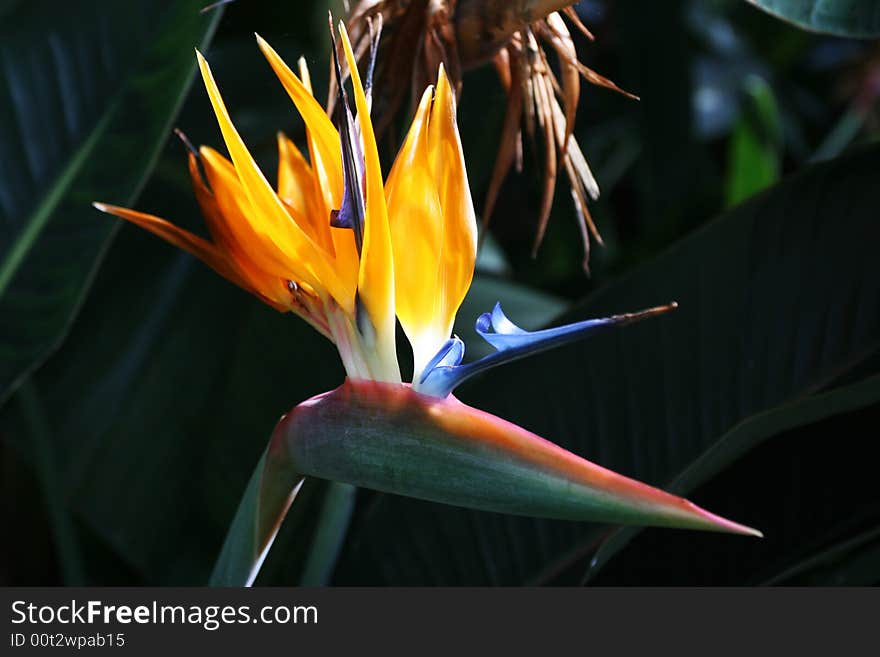 Yellow and red Strelitzia flower bloom.