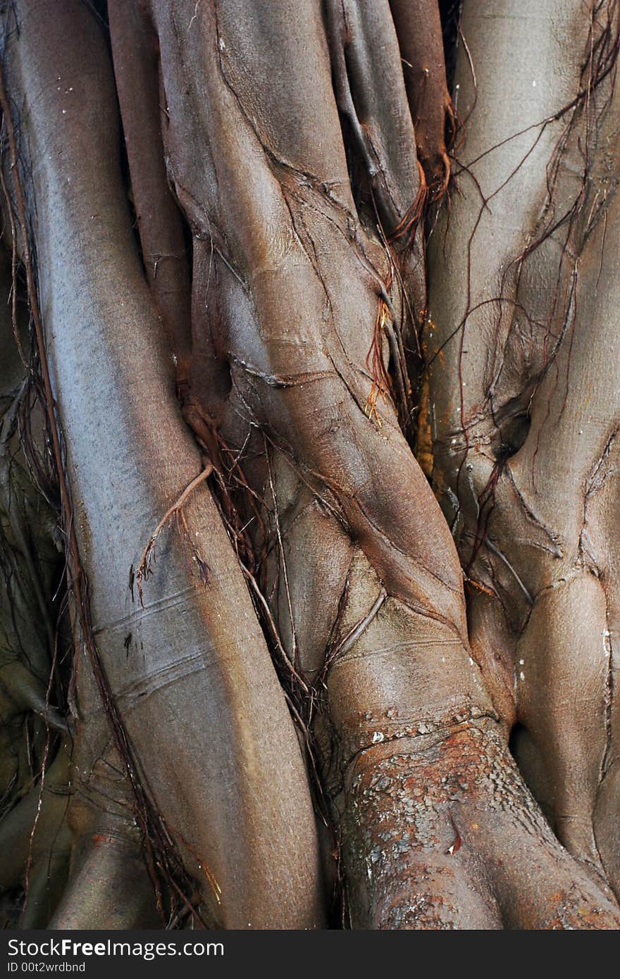 Ancient tree trunk surface. Brown natural background. Ancient tree trunk surface. Brown natural background.