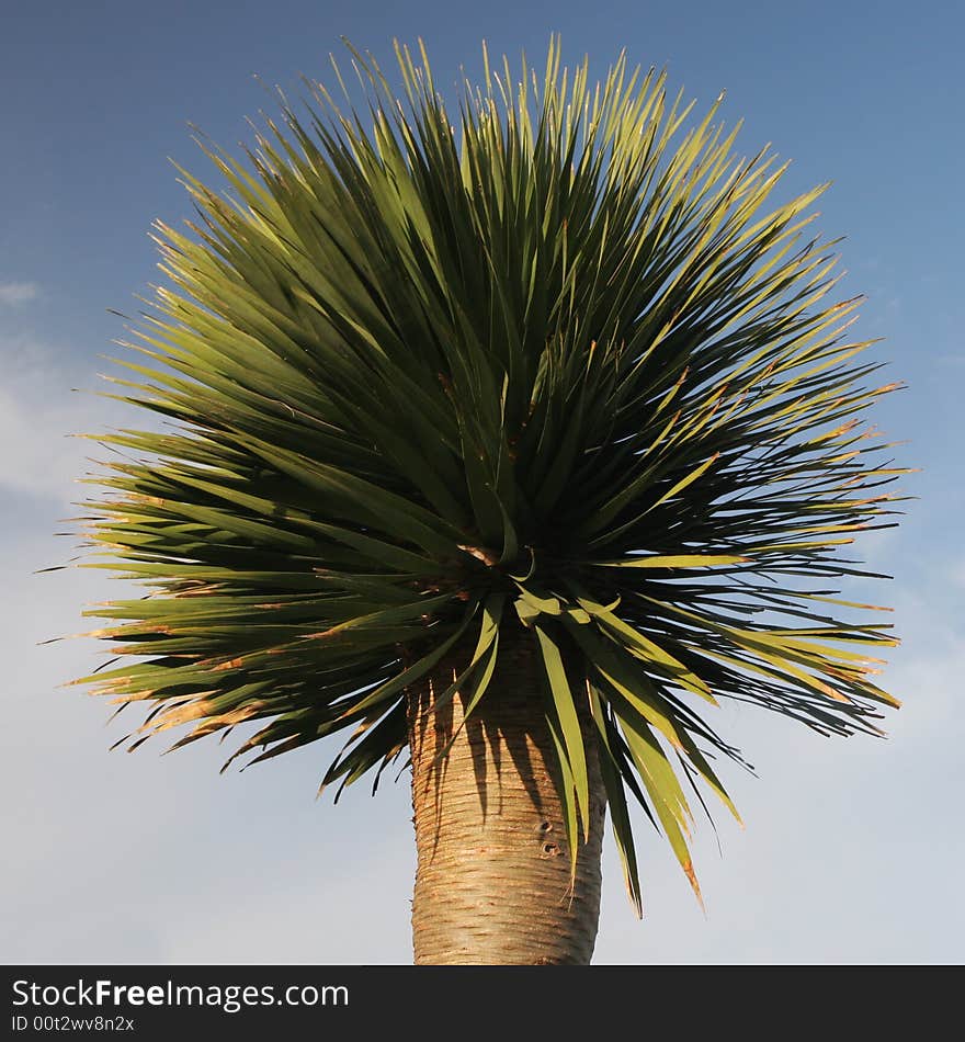 Dracaena plant