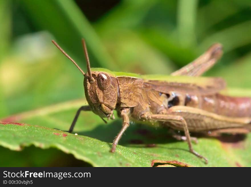 Close Up Of Grasshopper