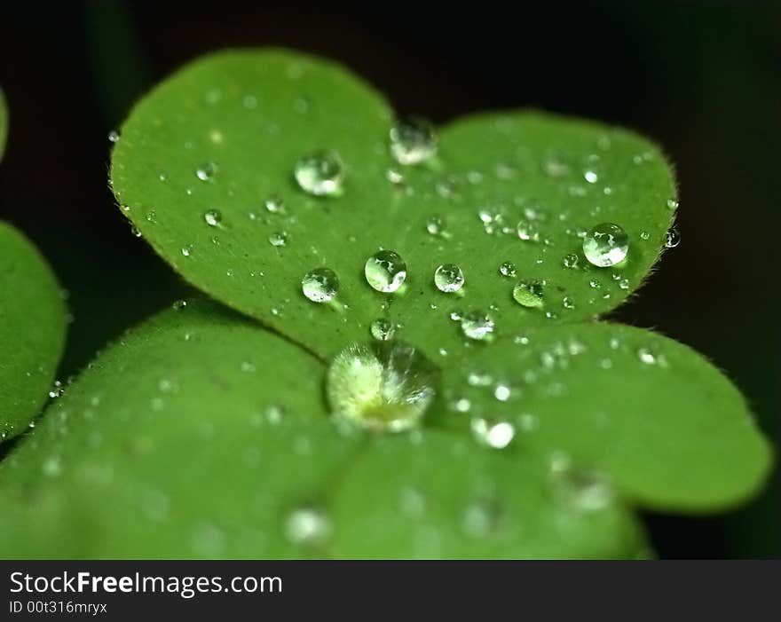 Pearls on green leaf