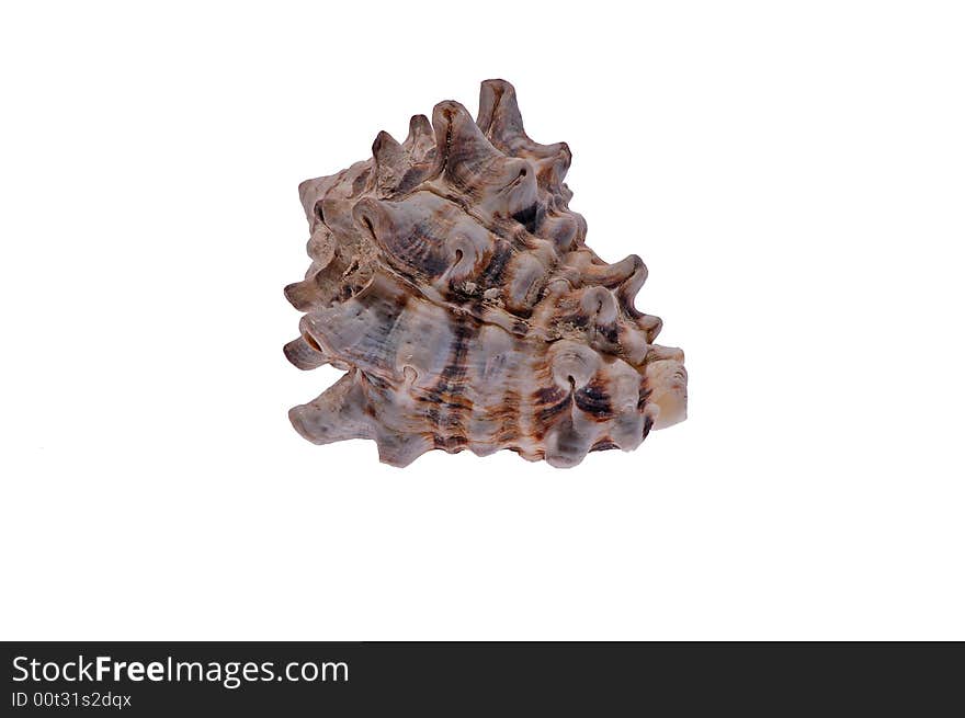 Color seashell on white background