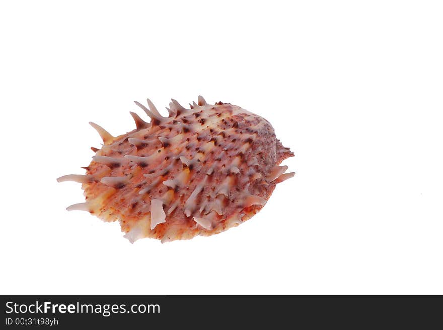 Color seashell on white background