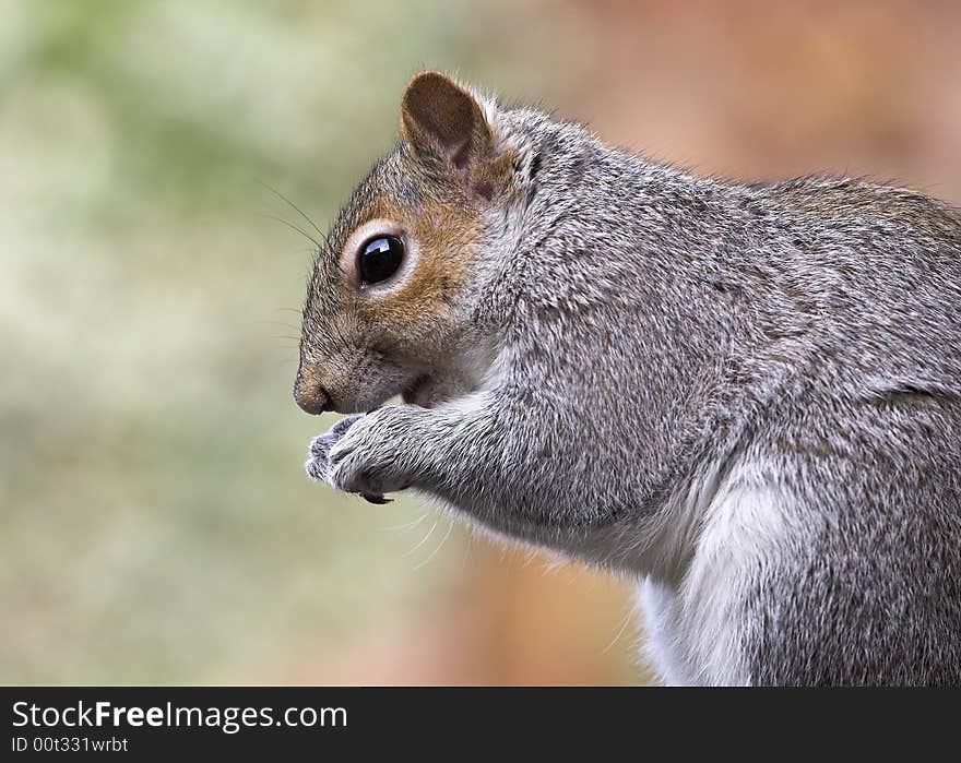 Grey Squirrel Profile