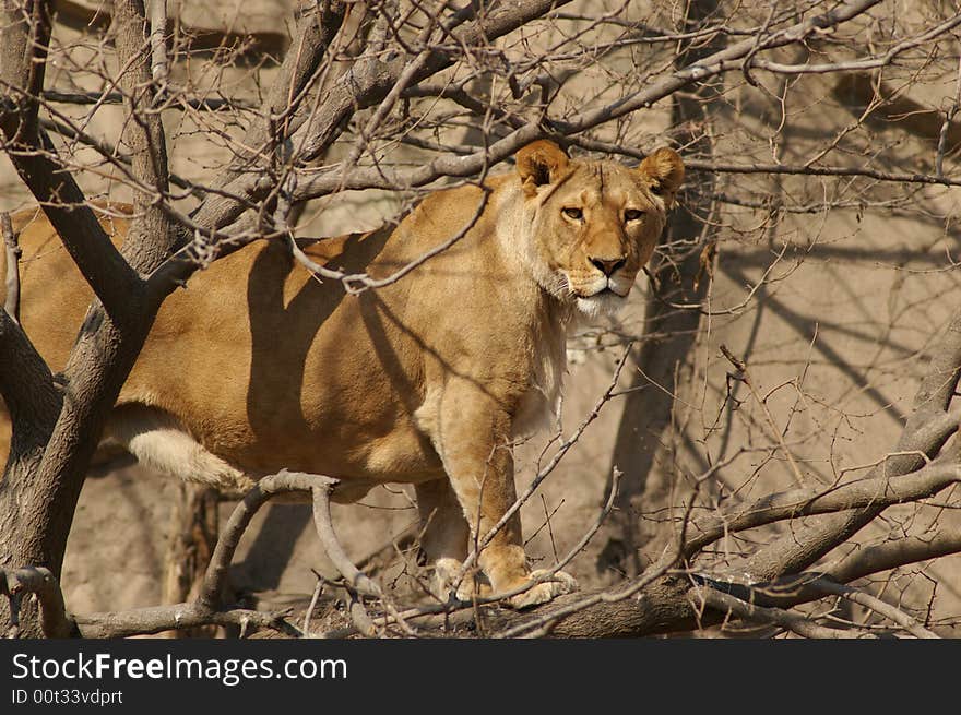 A kind of great cats which lives in Africa. A kind of great cats which lives in Africa