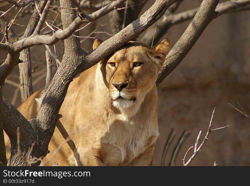 A kind of great cats which lives in Africa. A kind of great cats which lives in Africa