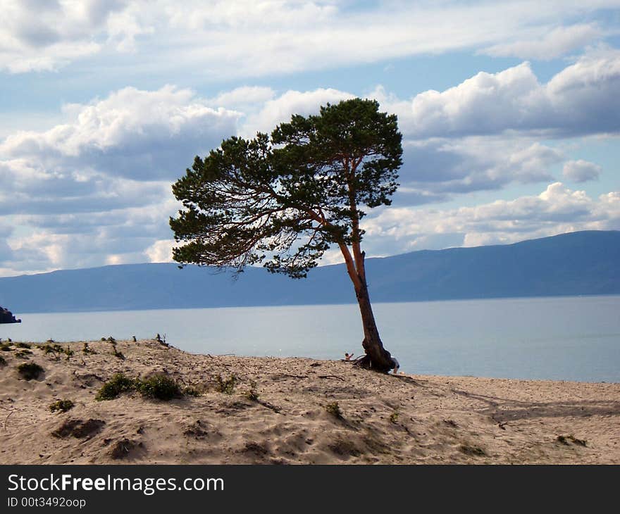 There is tree near the lake.