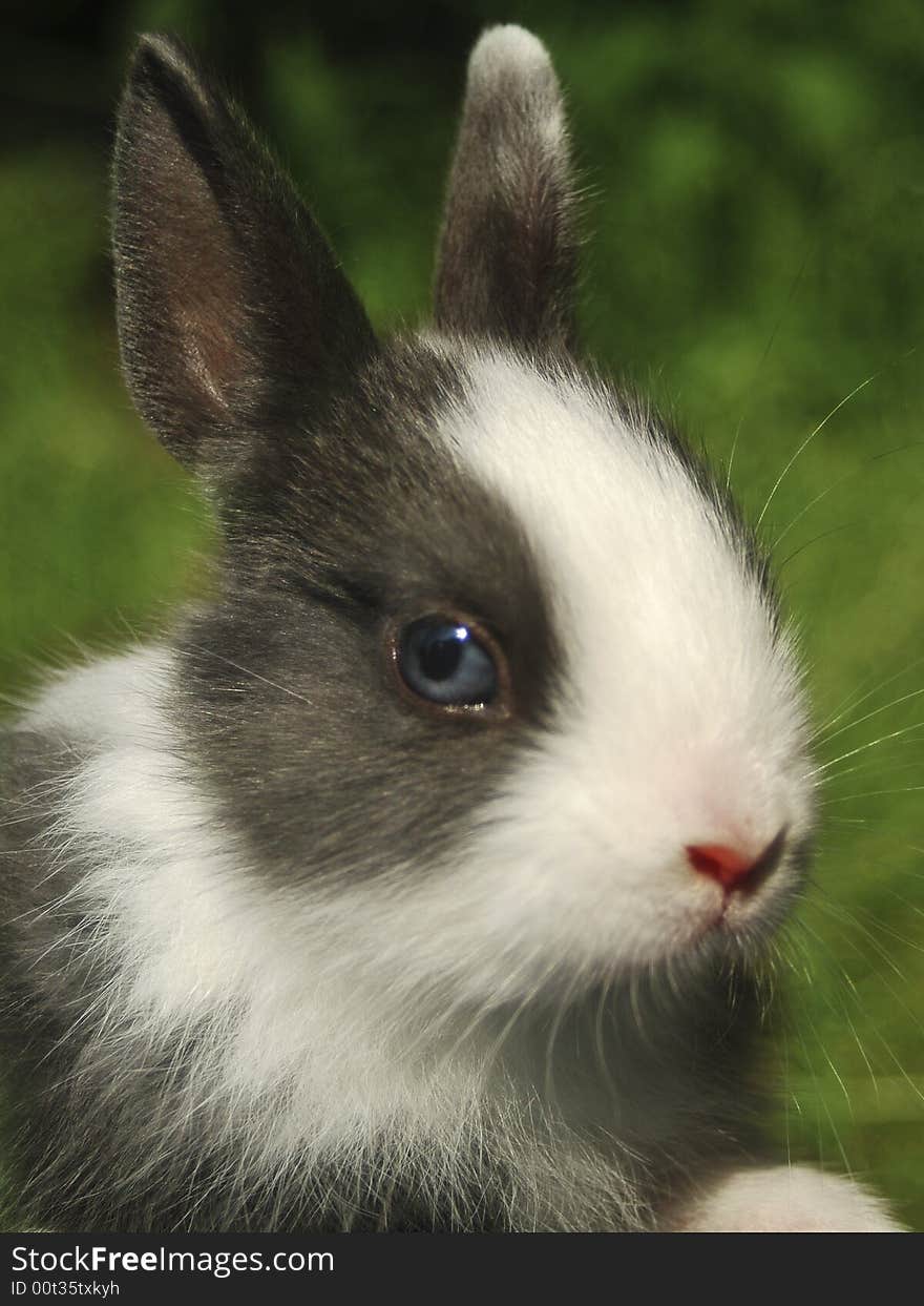 Easter bunny on green grass.