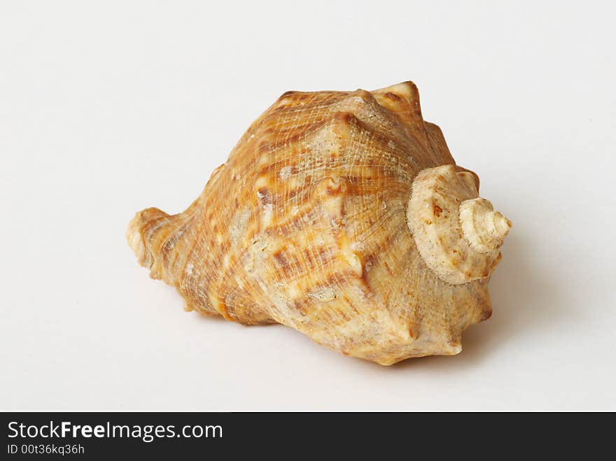 Sea shell shape on background