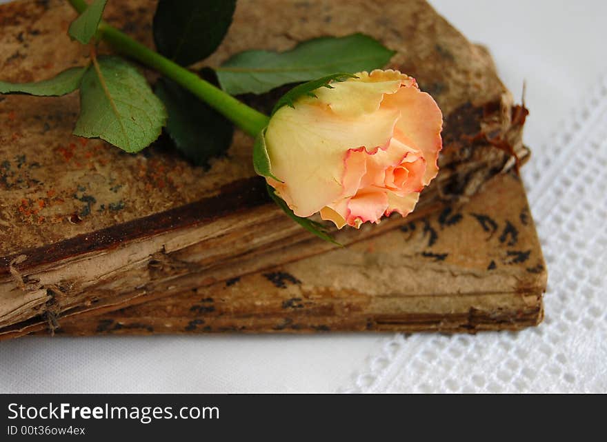 Delicate rose on very old books. Delicate rose on very old books