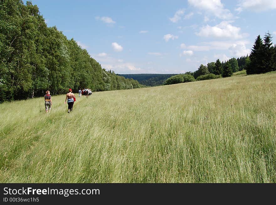 Mountain s meadow