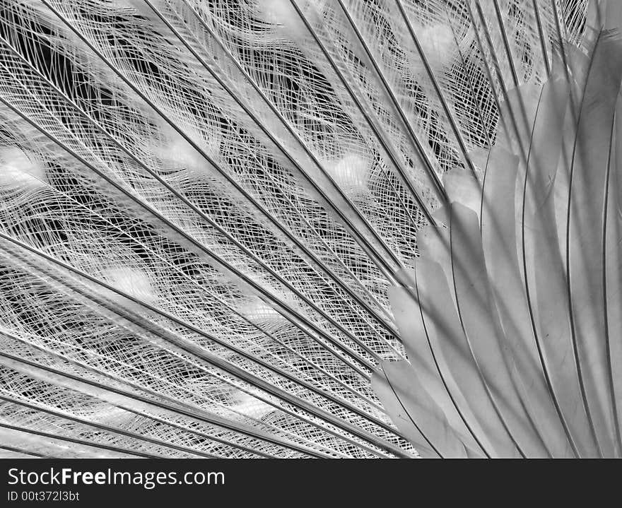 Elegant line of feathers from peacock