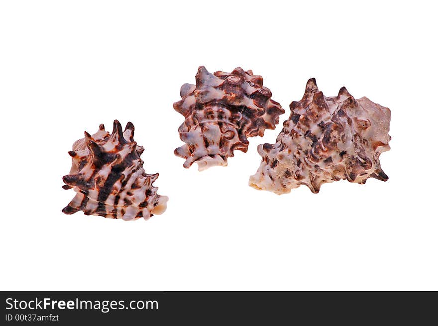 Color seashells on white background