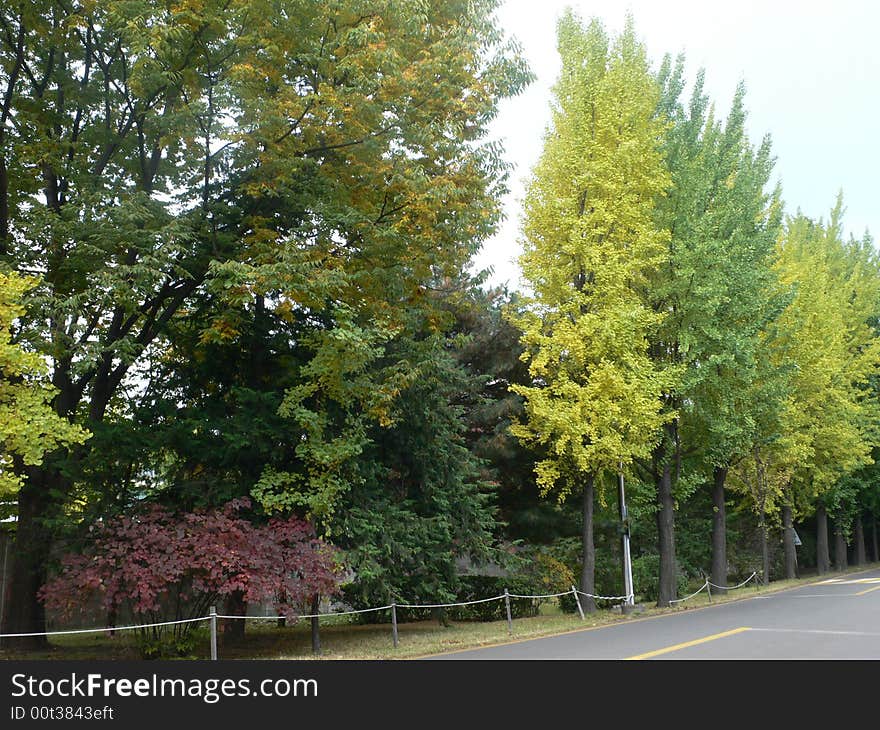 Greenery Before Autumn