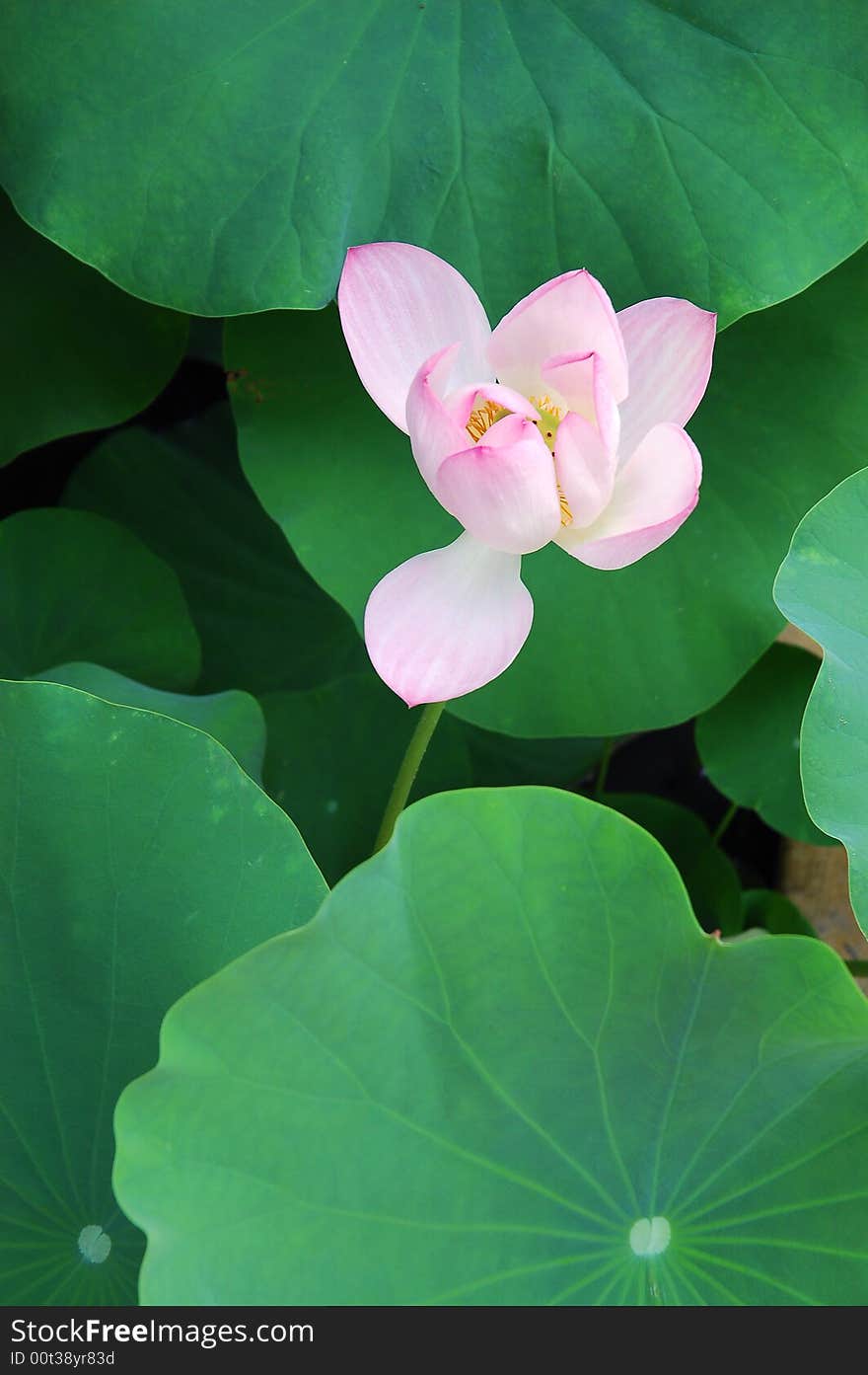 A single lotus flower between the greed lotus pads.SuZhou,China