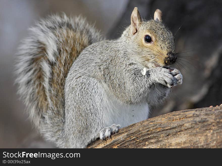 Eastern grey squirrel with dirt on their nose