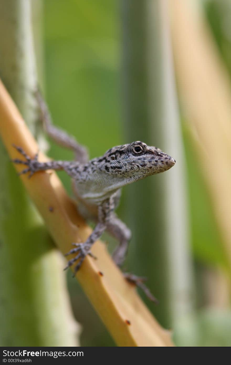 Anole