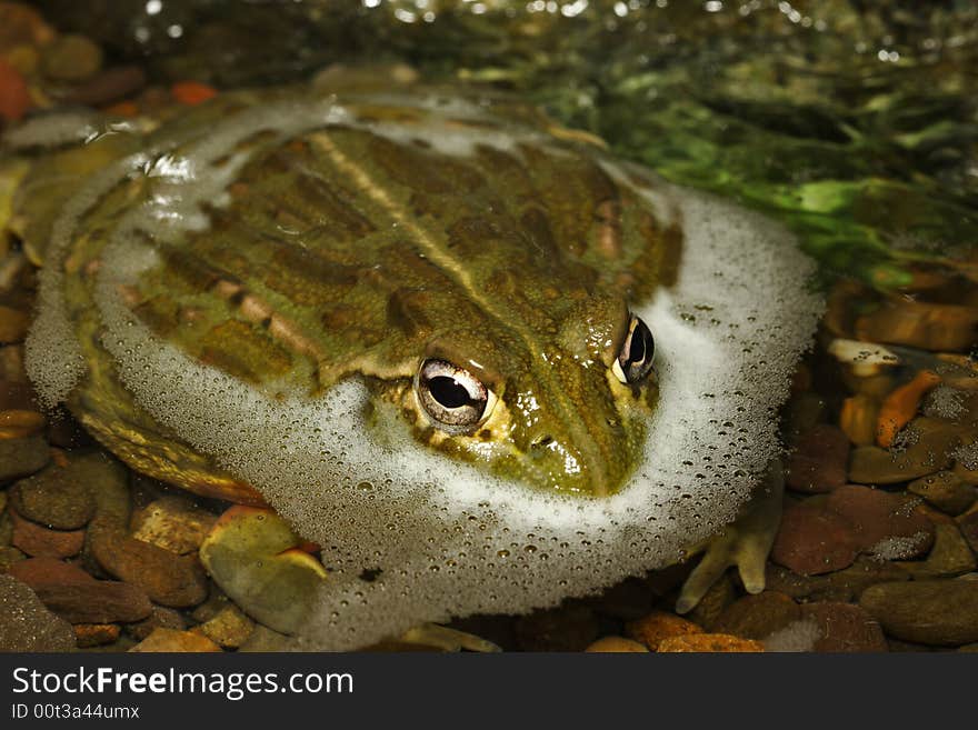 African Bullfrog