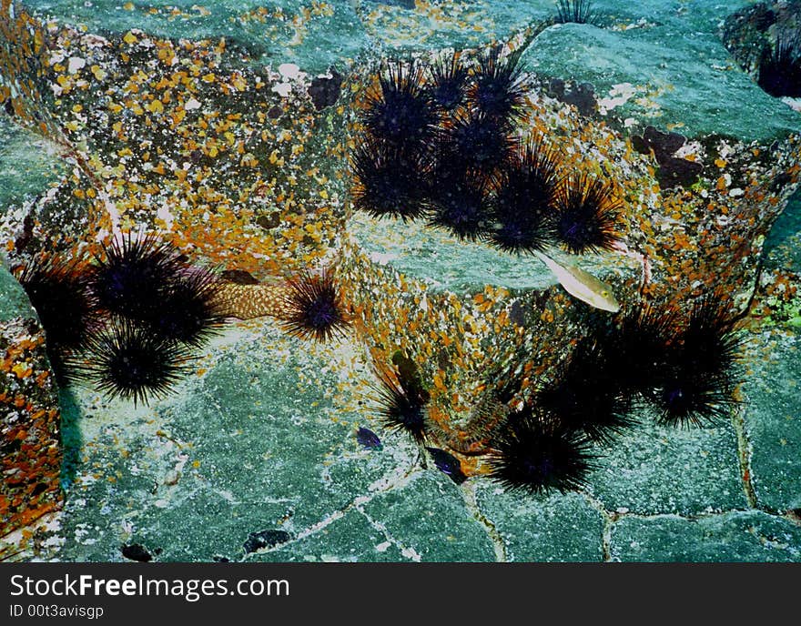 Underwater life of coral reef