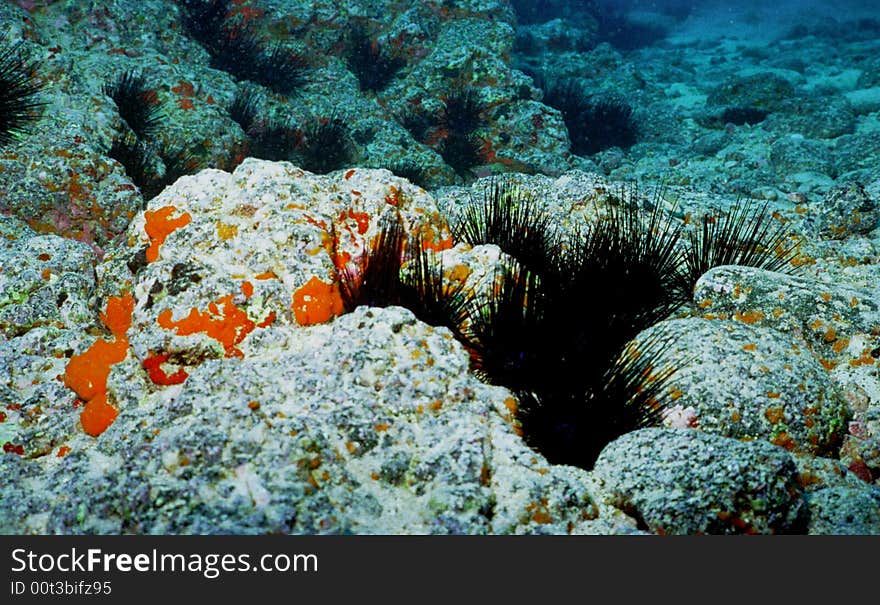 Underwater Life Of Coral Reef