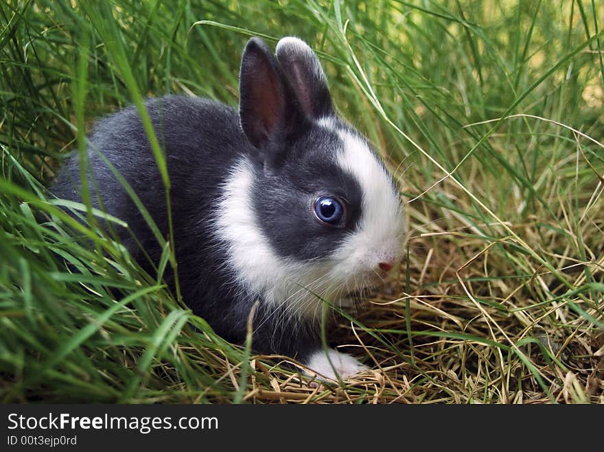 Easter bunny between green grasses. Easter bunny between green grasses.