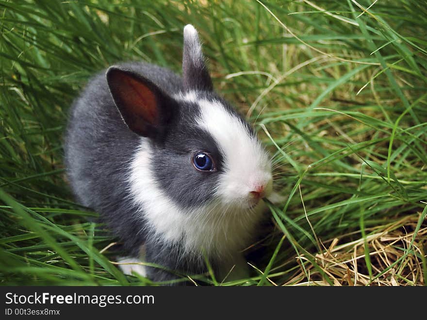 Easter bunny between green grasses. Easter bunny between green grasses.