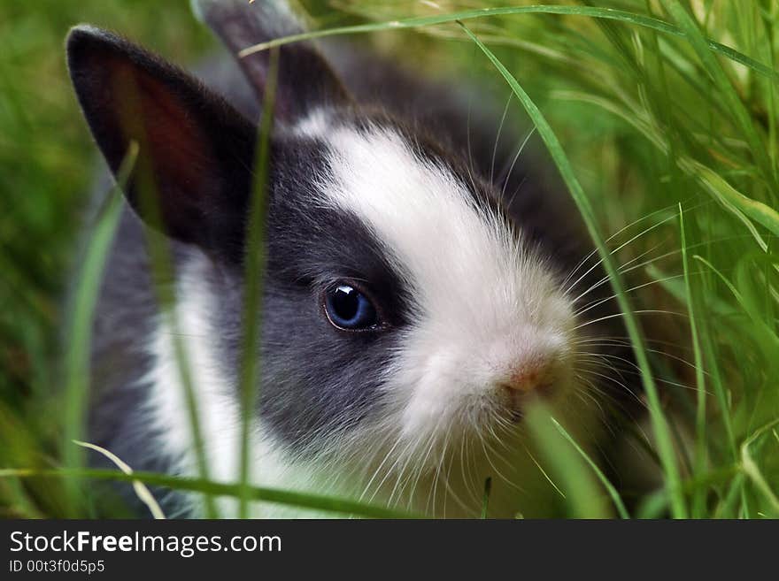 Easter bunny.Close-up  between green grasses.