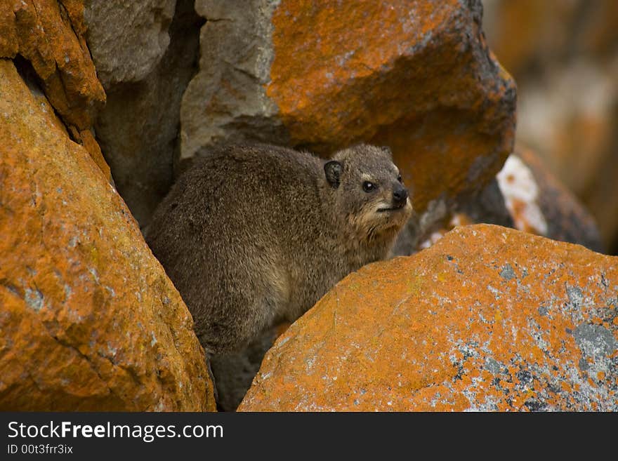 South African Dassie