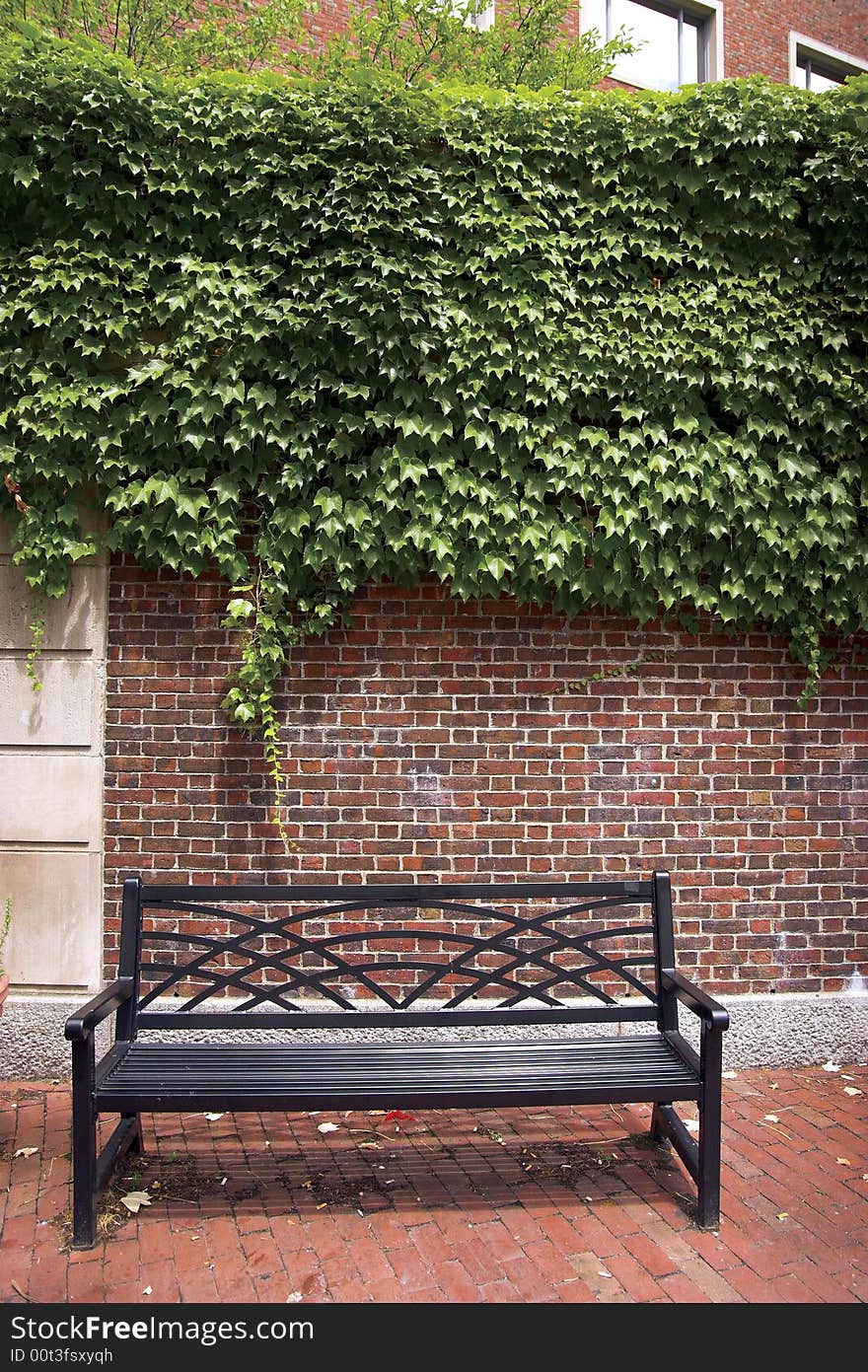 Quiet scene out of Harvard University. Quiet scene out of Harvard University