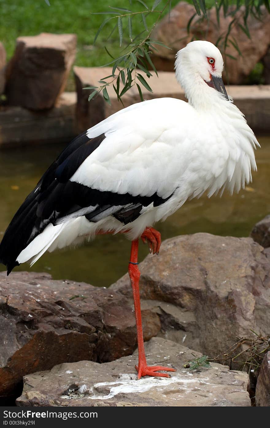 A friendly cute little crane