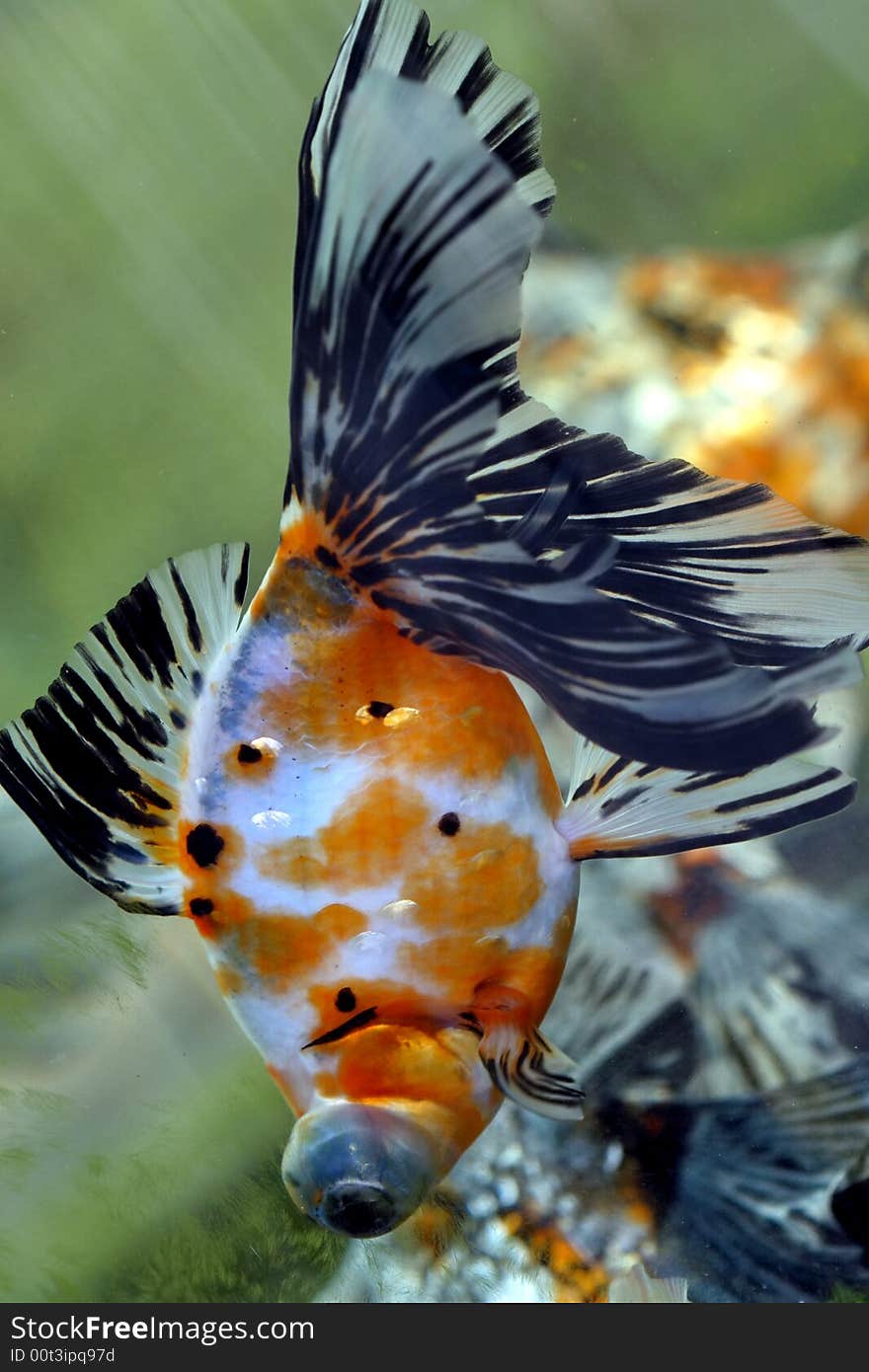 A beautiful goldfish close up