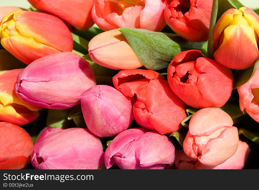 Colorful tulips in the afternoon sunshine. Colorful tulips in the afternoon sunshine