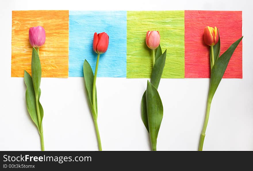 4 Tulips On 4 Squares - Colorful