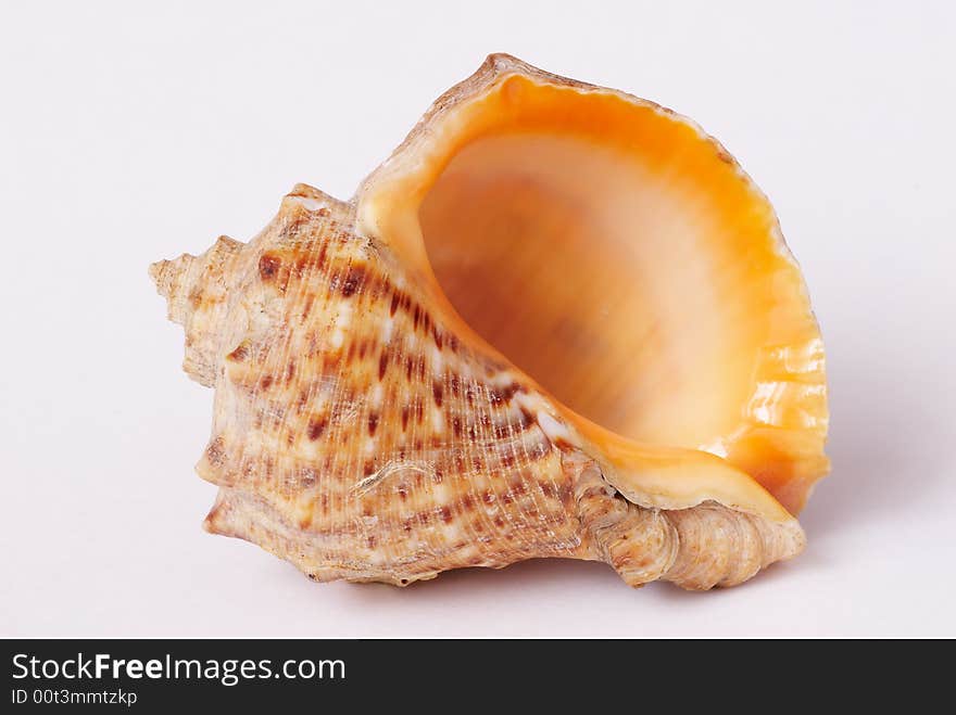 Sea shell shape