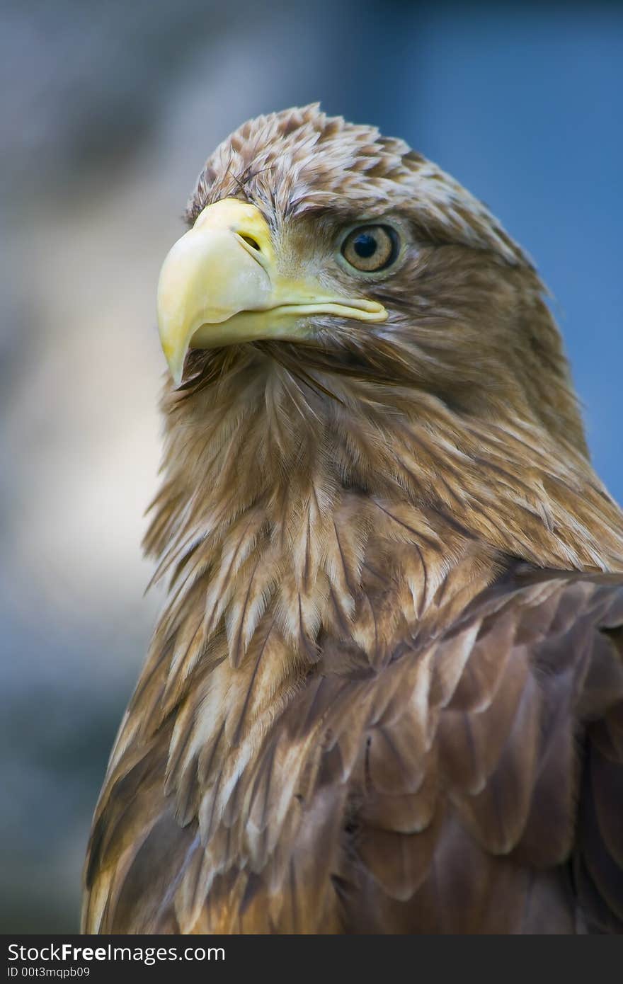 Sharp-sighted eagle observing of vicinities