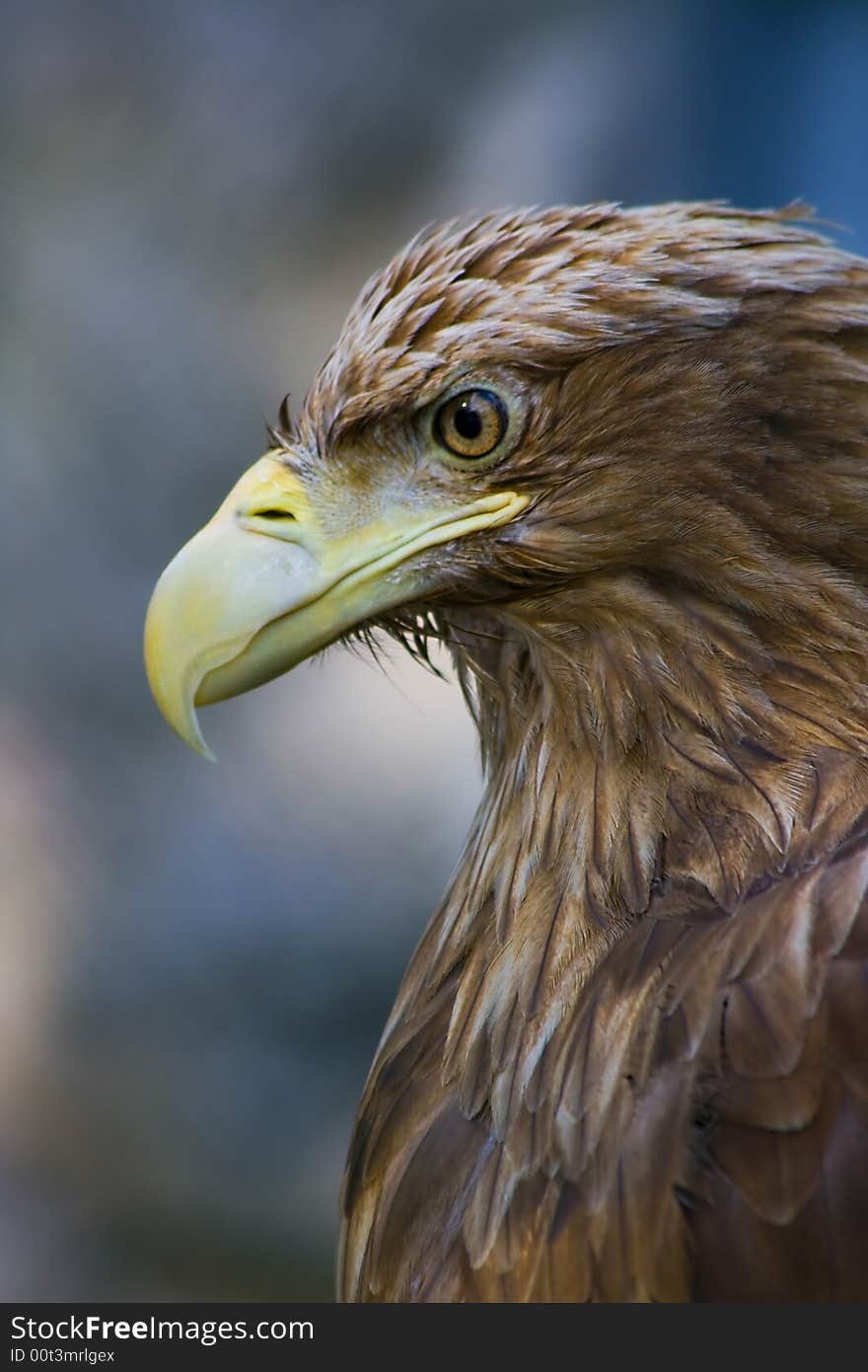 Sharp-sighted eagle observing of vicinities