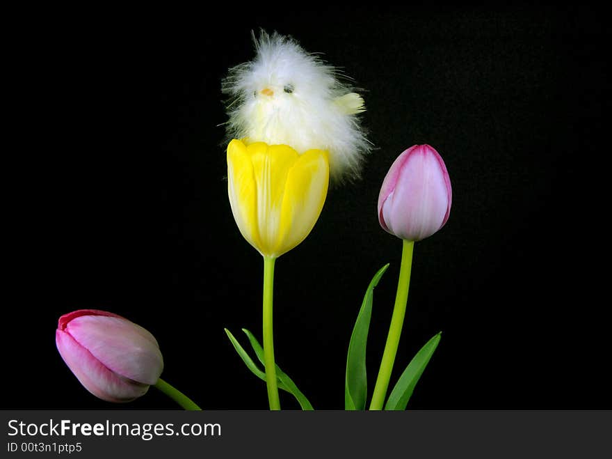 Cute chick nestled inside a spring tulip. Cute chick nestled inside a spring tulip.