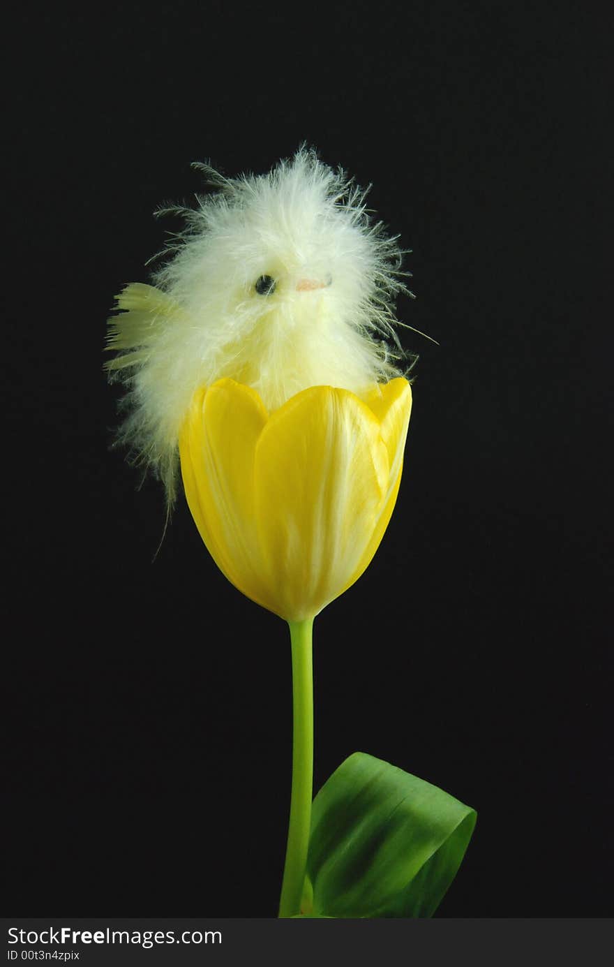 Baby chick nestled in a yellow tulip. Baby chick nestled in a yellow tulip.