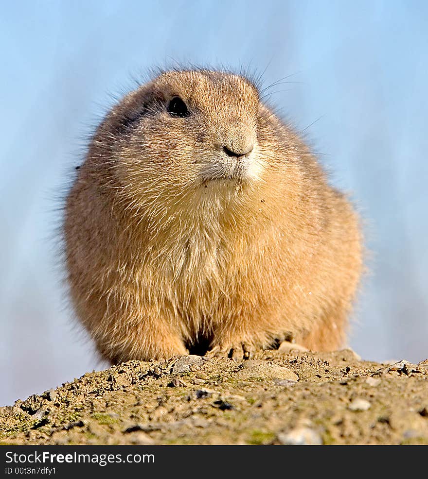 Prairie dog near its hole. Prairie dog near its hole