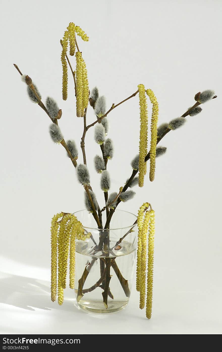 Branches in glass with water, on white background, the spring still life.