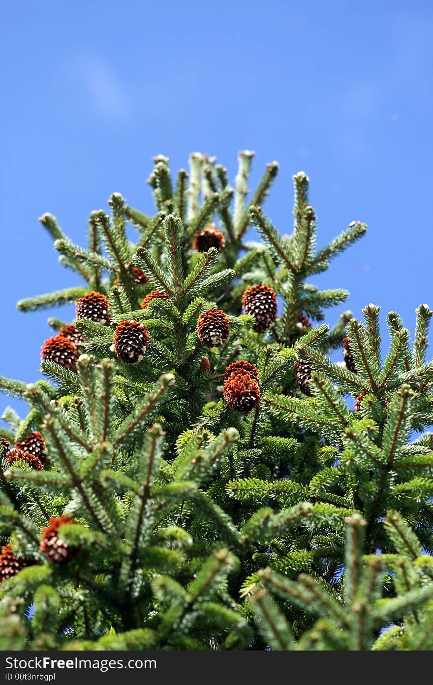 Pine tree and pine corns