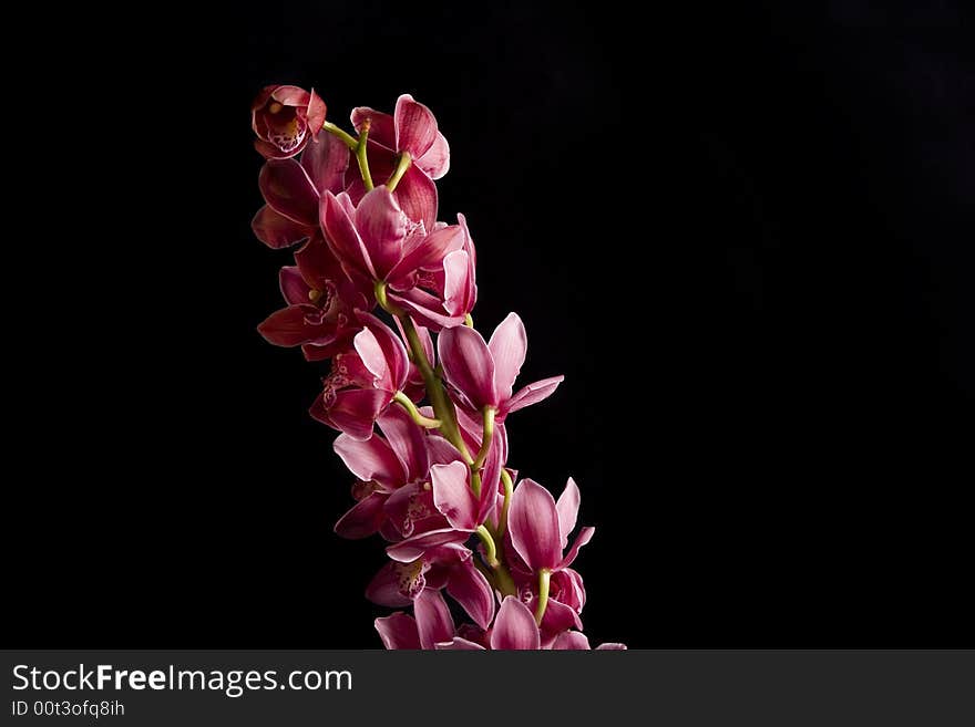 Photo of pink orchid on black background - isolated