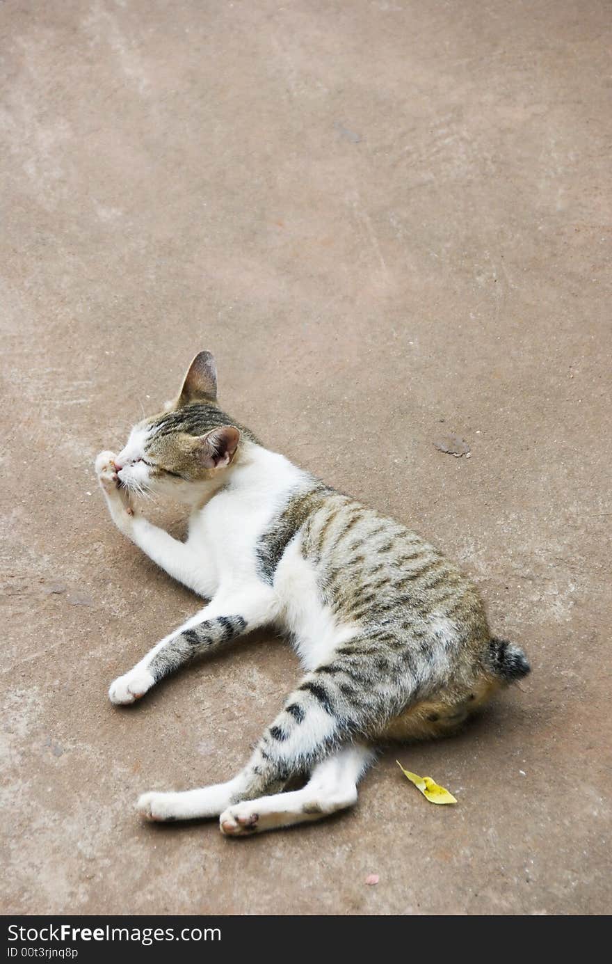 Countryside cat lying on a ground