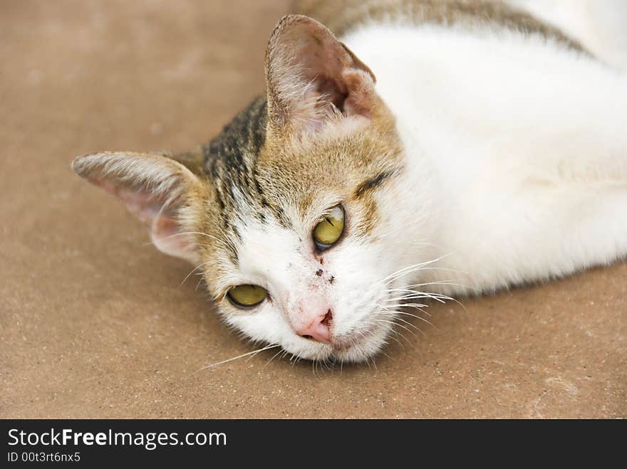 Countryside cat lying lazy on the ground