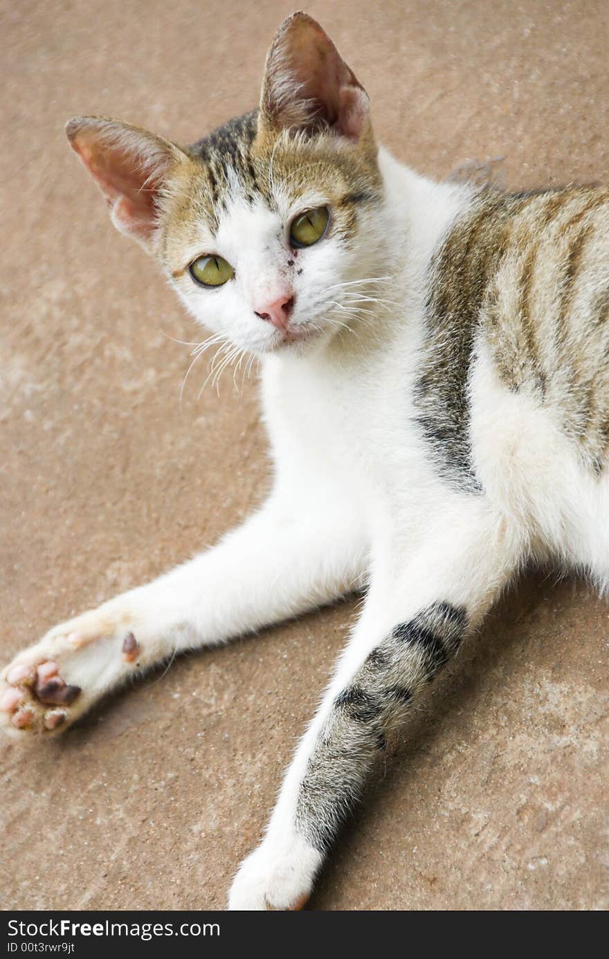 Countryside cat lying lazy on the ground