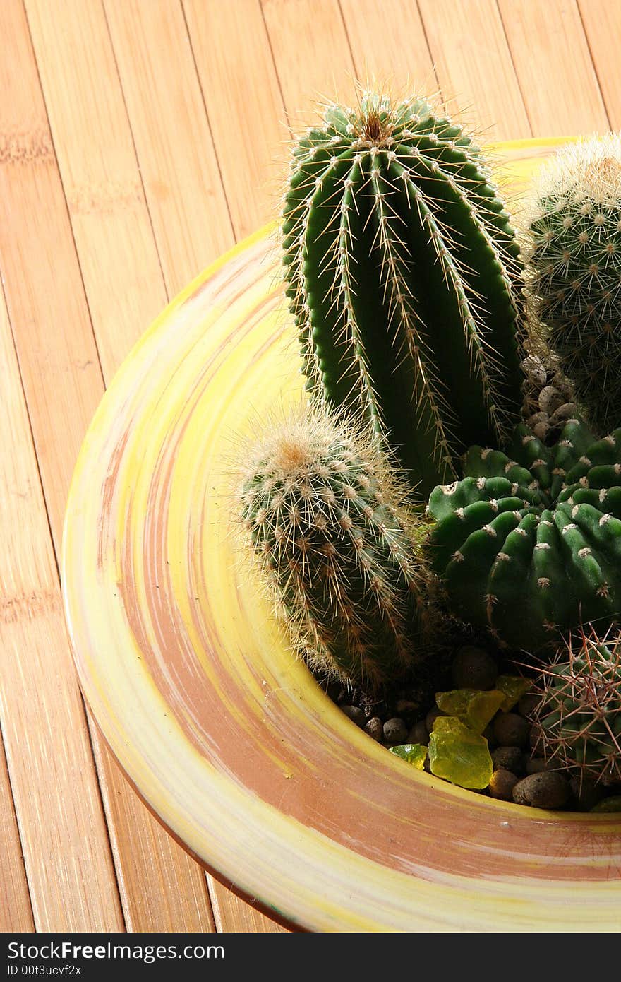 A detail of a cactus