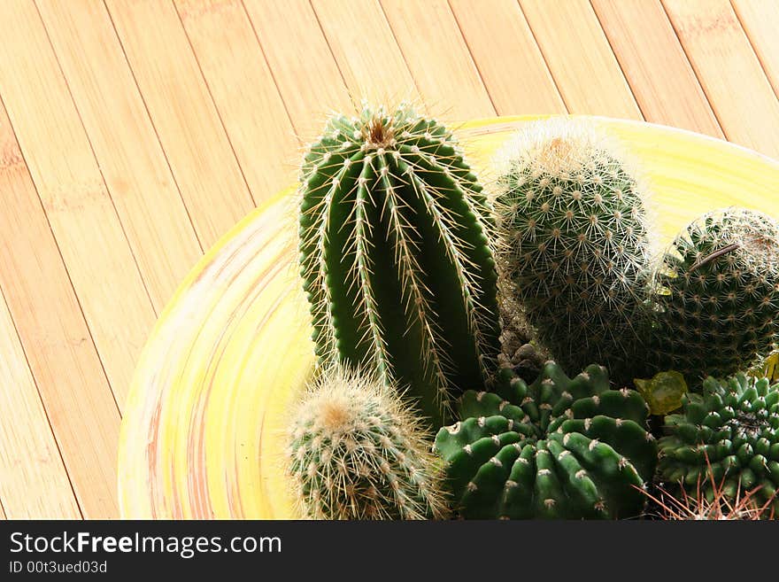 A detail of a cactus