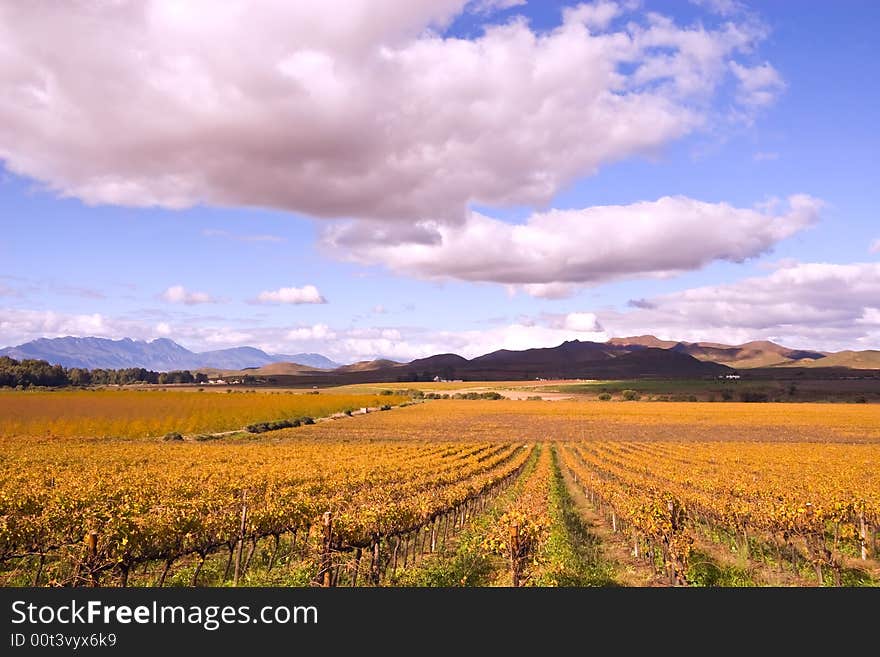 Vineyards near Mc Gregor, Western Cape, South Africa